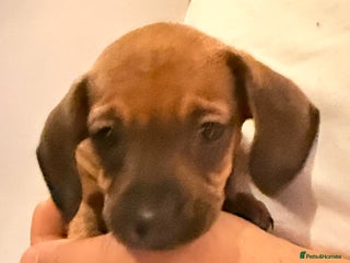 Miniature Dachshund dogs Miniature Smooth-Haired Dachshund - Advert 12