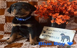 Rottweiler dogs for sale: Stunning kc registered Rottweiler pups.  - Image 17
