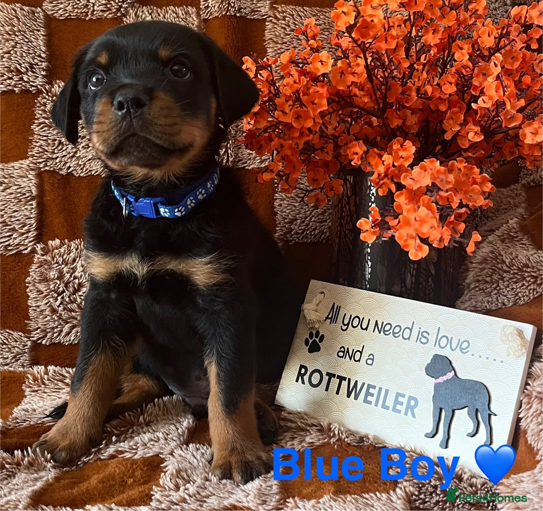 Rottweiler dogs for sale: Stunning kc registered Rottweiler pups.  - Image 17