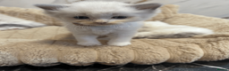 Ragdoll cats for sale: Pure Ragdoll Kittens - Advert 5