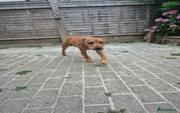 Mixed Breed dogs for sale: Fido the family dog - Image 4