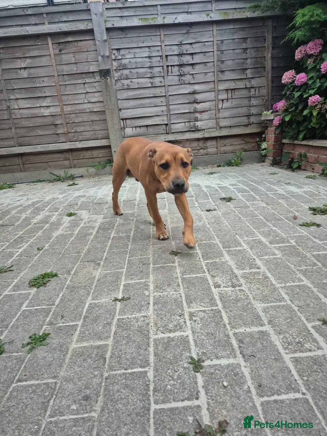 Mixed Breed dogs for sale: Fido the family dog - Image 4