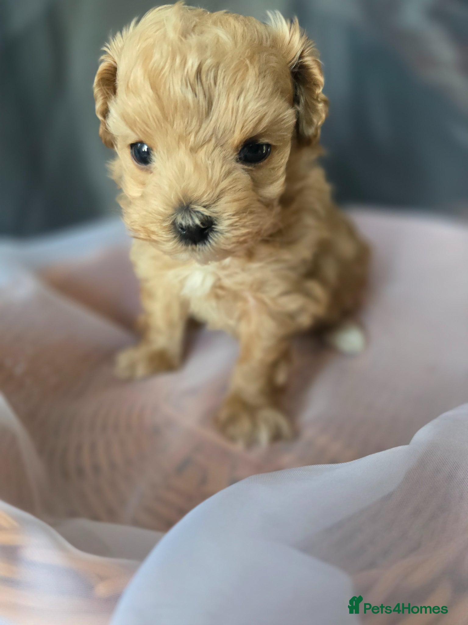 Maltipoo dogs Beautiful F1 maltipoo looking forever home ❤️🐶 - Advert 2