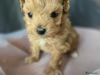 Maltipoo dogs Beautiful F1 maltipoo looking forever home ❤️🐶 - Advert 2