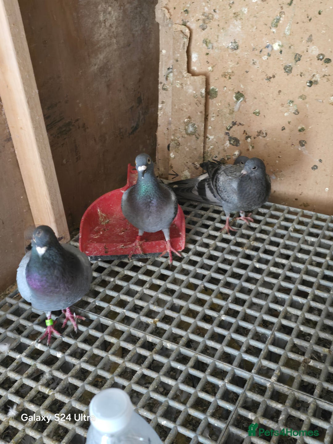 Pigeons birds for sale: Baby and adult racing Pigeons  - Image 6