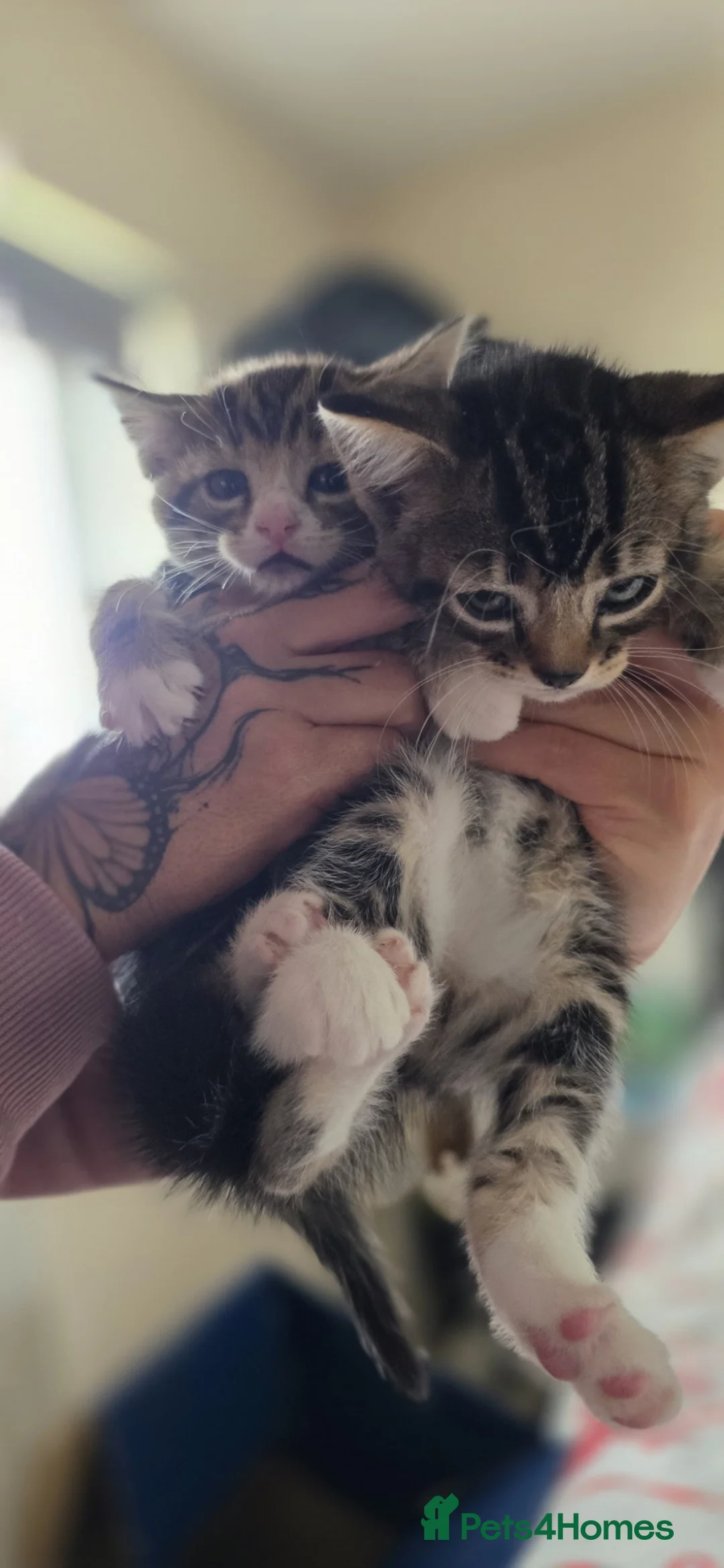 Mixed Breed cats for sale: Mixed breed kittens only one little girl left  - Advert 2