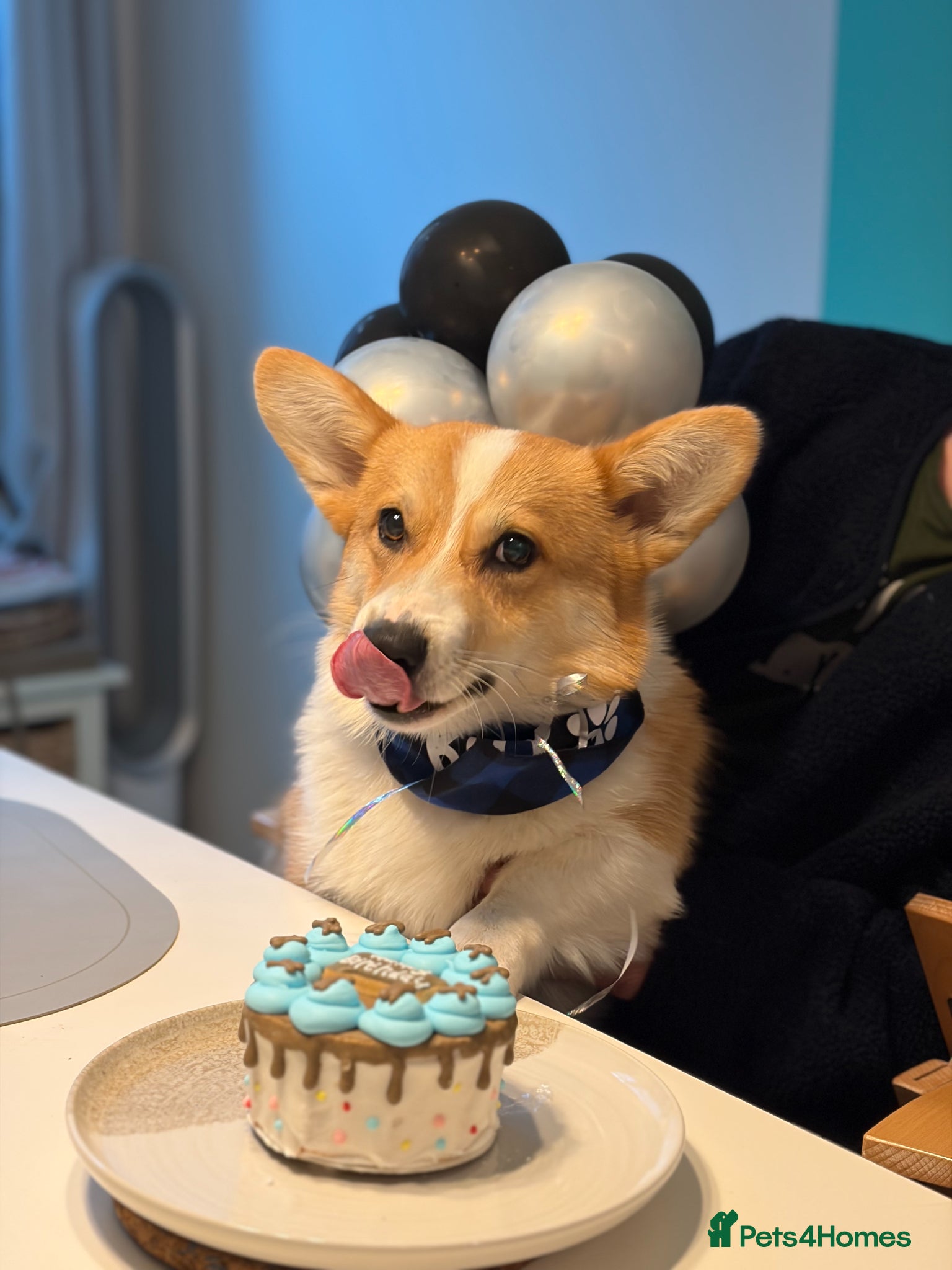 Welsh Corgi Pembroke dogs KC Registered Stud Dog | Excellent Health | London - Advert 1