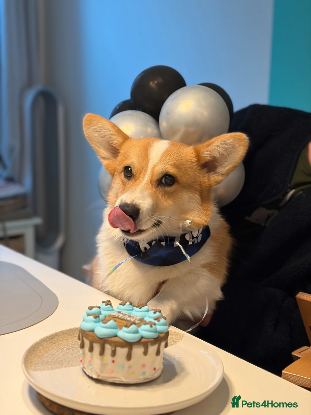 Welsh Corgi Pembroke dogs for stud: KC Registered Stud Dog | Excellent Health | London in London - Advert 1