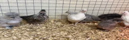 Mixed Breed poultry for sale: Green egg laying mixed colour hybrids and silkies  - Advert 1