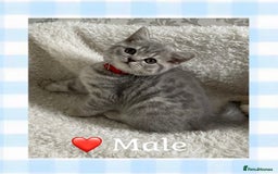 British Shorthair cats for sale: 🩷 Gorgeous British Shorthair Kittens 💙 - Image 3