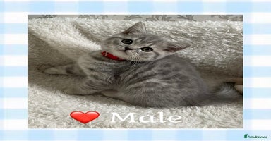 British Shorthair cats - Advert 9