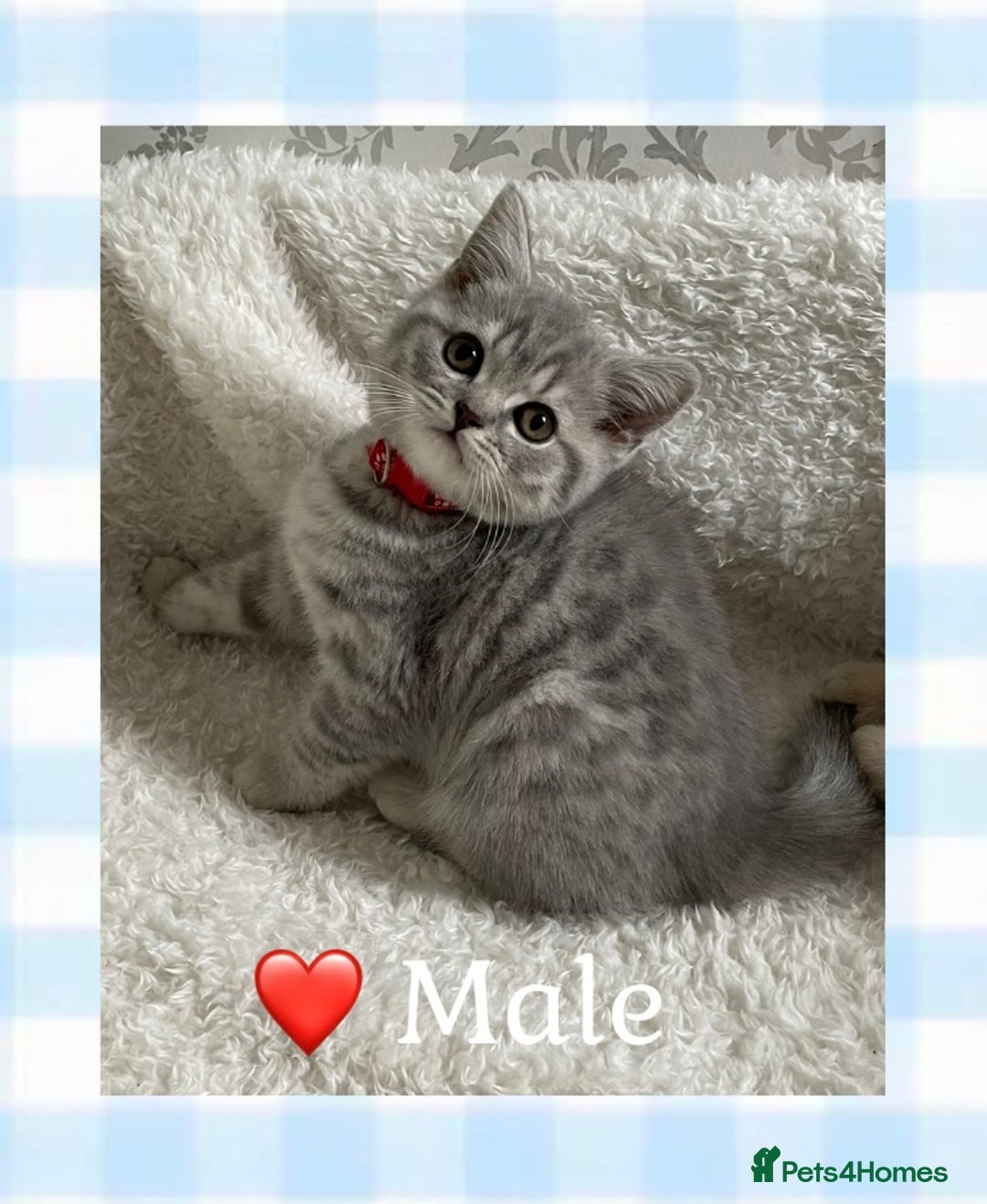 British Shorthair cats for sale: 🩷 Gorgeous British Shorthair Kittens 💙 - Image 3