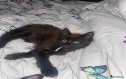 Maine Coon cats for sale: Beautiful Maine coon cross kittens  - Image 8