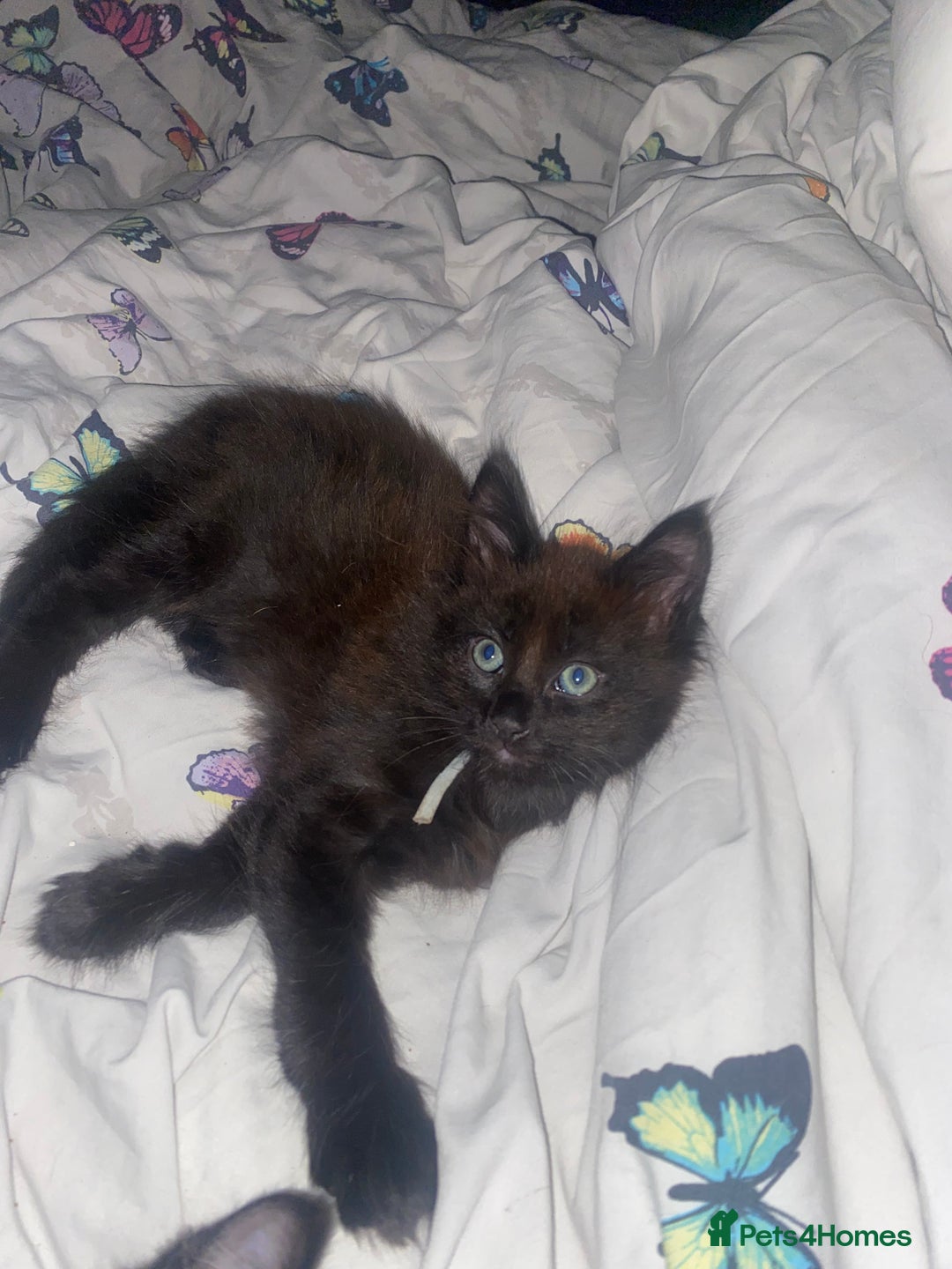 Maine Coon cats for sale: Beautiful Maine coon cross kittens  - Image 8