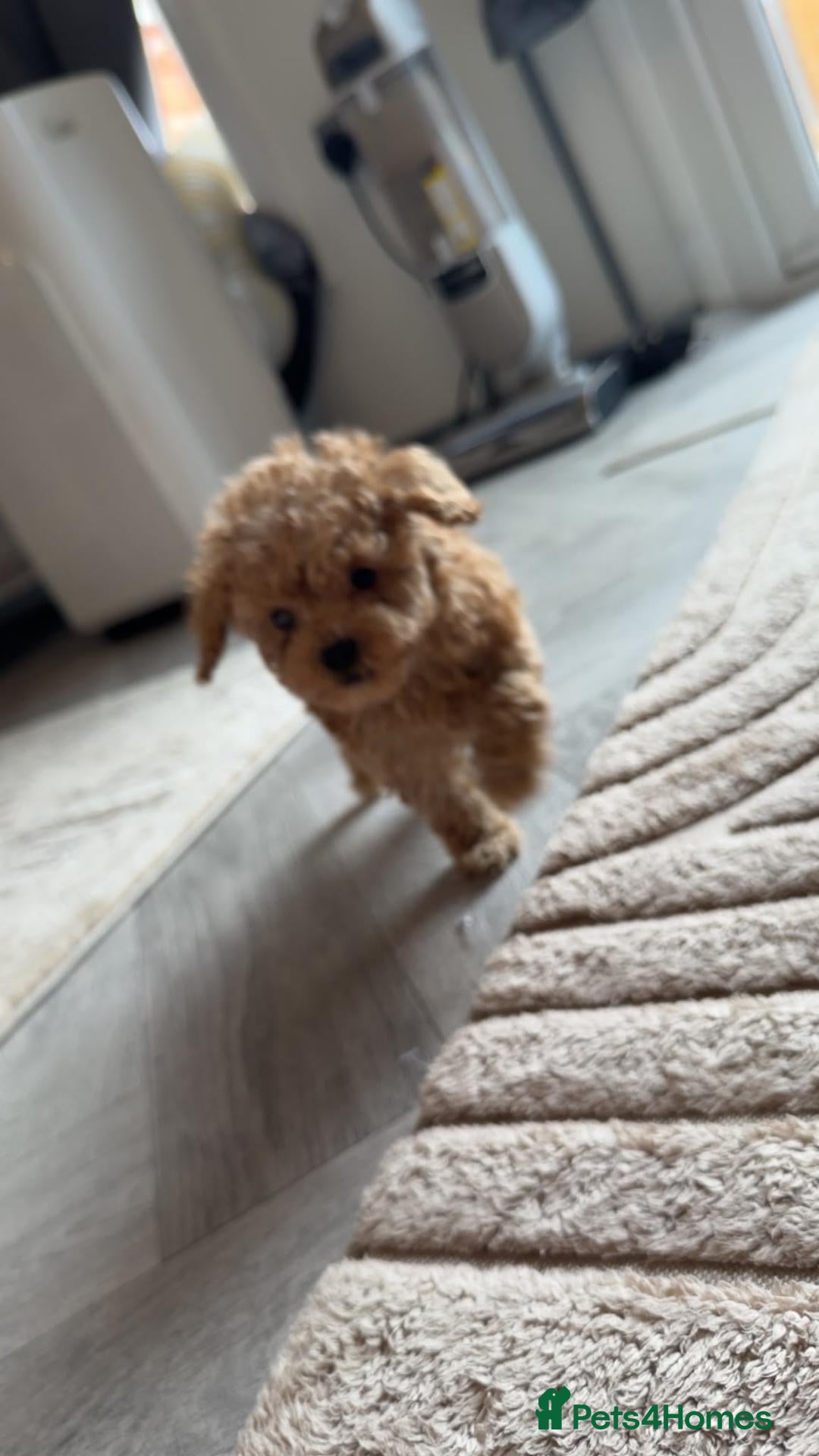 Miniature Poodle dogs Miniature poodles  - Advert 13