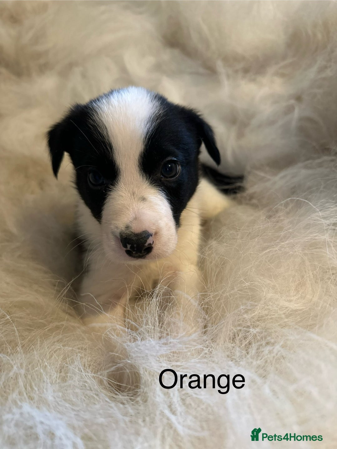 Border Collie dogs for sale: Border Collie puppies for sale - Image 2