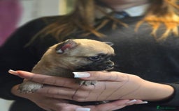 Chihuahua dogs for sale: Chihuahua pups  - Image 4