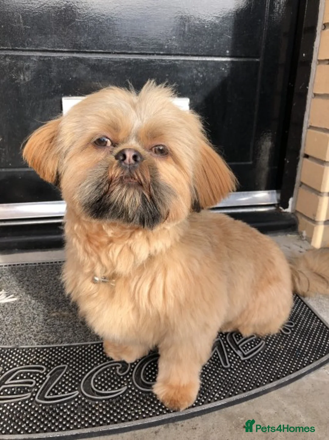 Shih Tzu dogs for stud: Shih tzu stud (Proven) not for sale in Glasgow - Advert 18