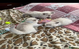 Ragdoll cats for sale: Preciously raised Ragdolls kitties with blue eyes - Image 5