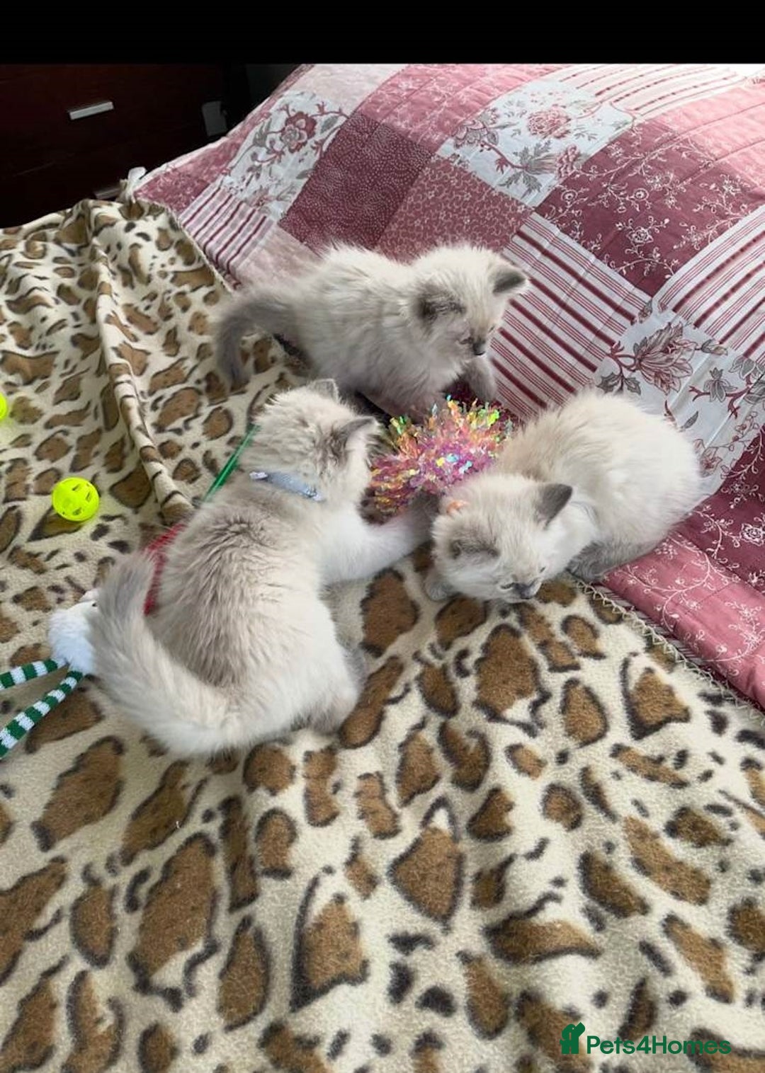 Ragdoll cats for sale: Preciously raised Ragdolls kitties with blue eyes - Image 5