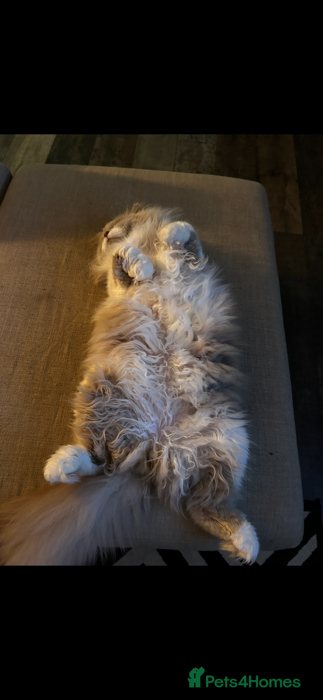 British Longhair cats for sale: Reluctant sale of our British Longhair boy - Advert 3