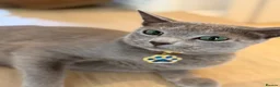 Russian Blue cats for sale: Purebred Russian Blue kittens! - Advert 13