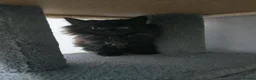 Mixed Breed cats for sale: 8 WEEKS OLD FLUFFY Kittens VIDEOS - Advert 28