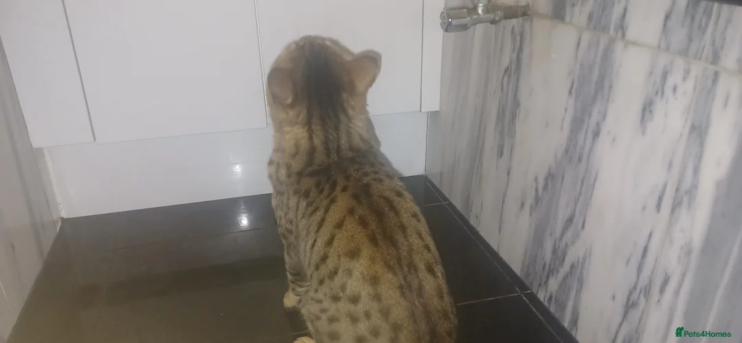 Bengal cats for sale: Bengal Male 2 Years Old – Friendly, Loving - Advert 4