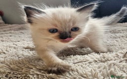 Ragdoll cats for sale: 7 beautiful fluffy Ragdoll cats.  - Image 1