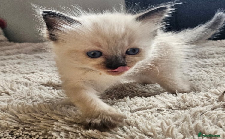 Ragdoll cats - Advert 7