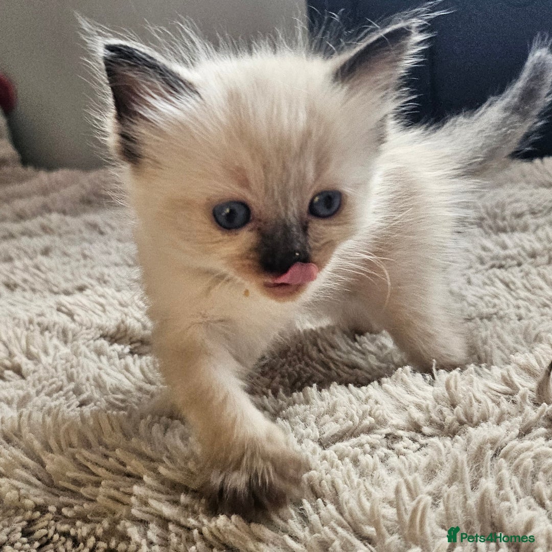 Ragdoll cats for sale: 7 beautiful fluffy Ragdoll cats.  - Image 1