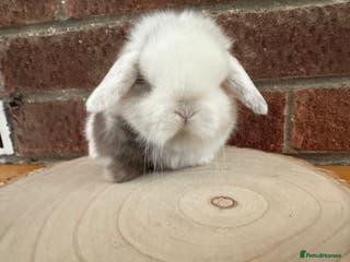 Mini Lop rabbits Stunning mini lop bunnies ready to reserve - Advert 22