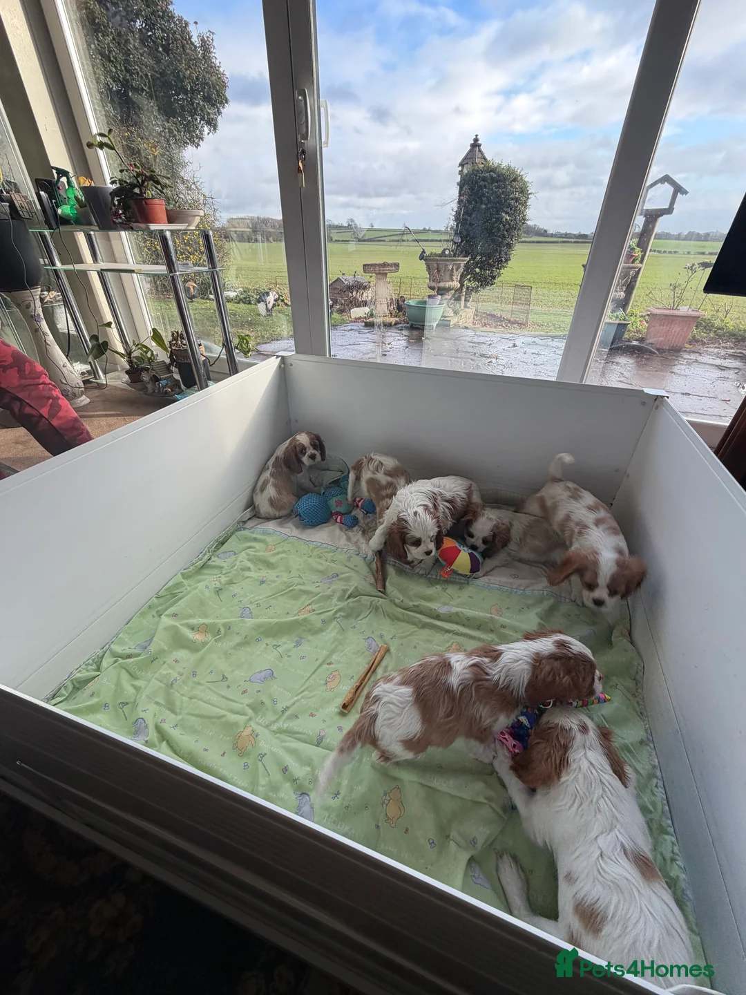 Cavalier King Charles Spaniel dogs for sale: Kc registered cavalier king charles puppies - Advert 3