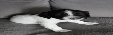 English Springer Spaniel 2