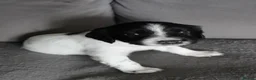 English Springer Spaniel dogs for sale: Working English springer spaniel  in Coalville - Advert 4