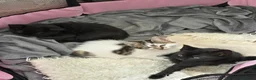 Domestic Shorthair cats for sale: Two female and one male kittens  - Advert 9