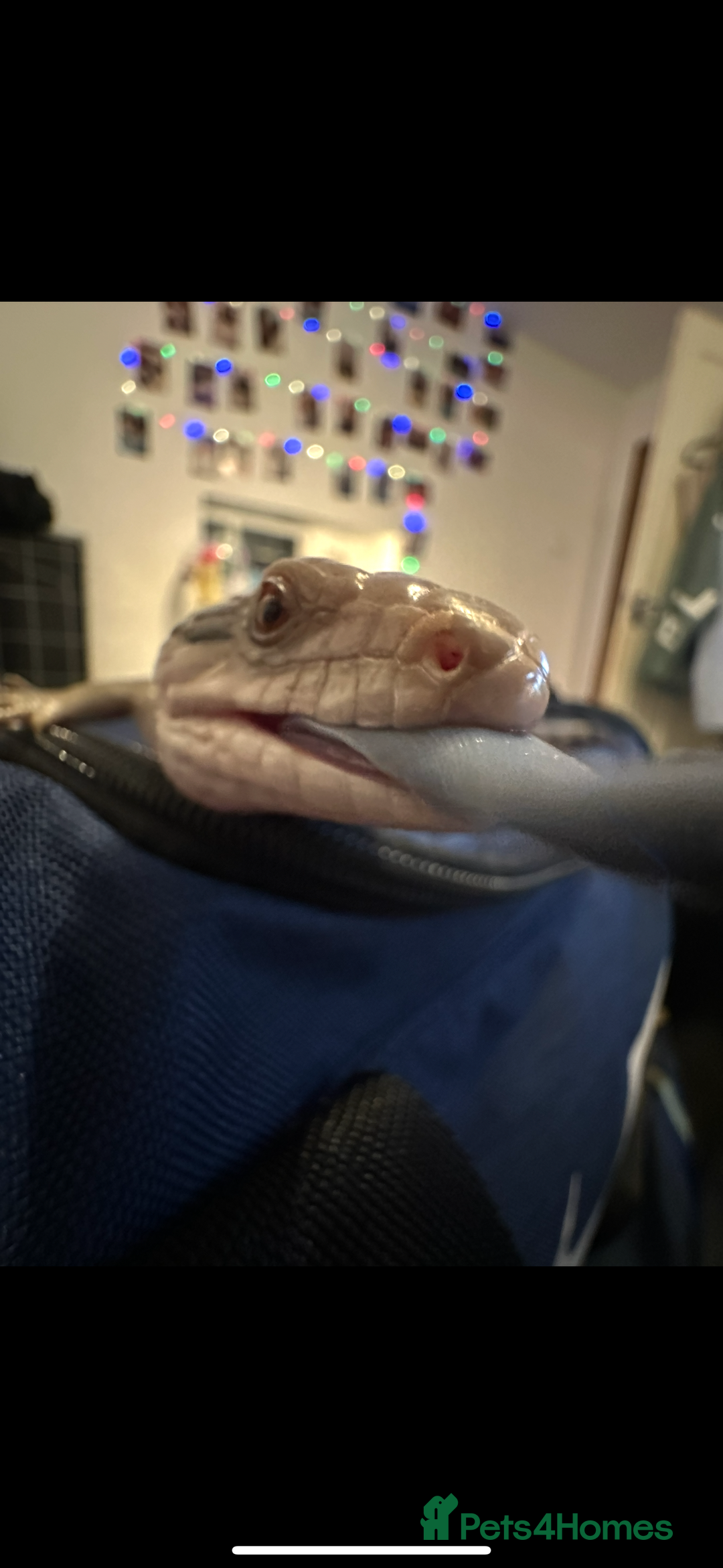 Skink reptiles for sale: Blue tounged skink  - Advert 3