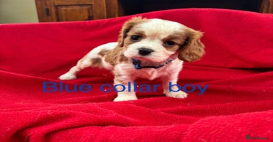 Cavalier King Charles Spaniel dogs - Advert 3