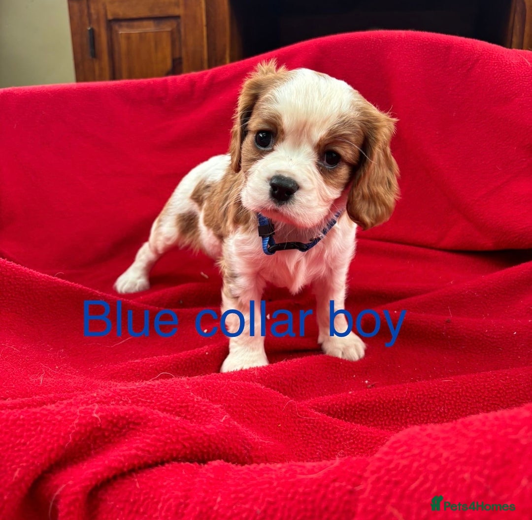 Cavalier King Charles Spaniel dogs for sale: Gorgeous Cavalier king charles puppies for sale - Image 3
