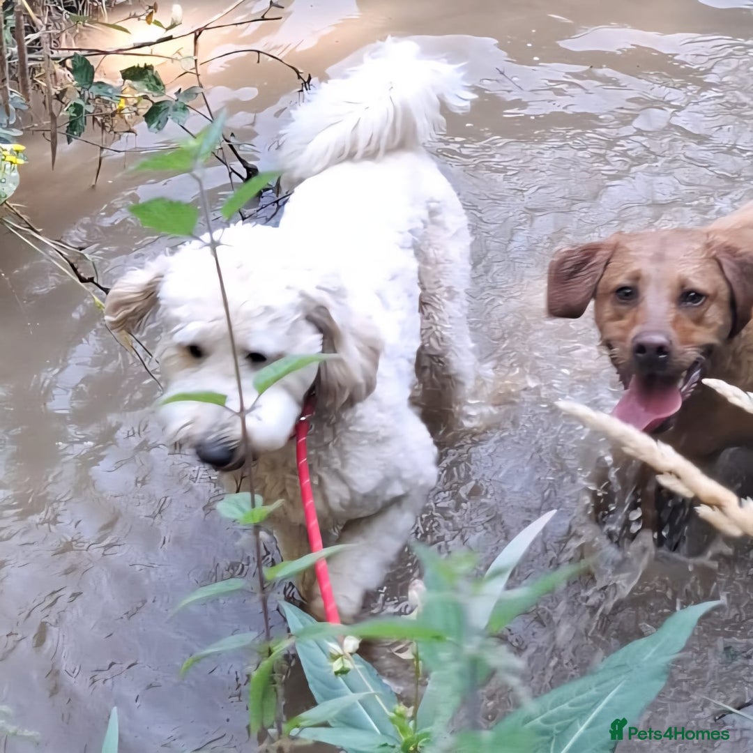 Labradoodle dogs for stud: Bailey: Top-Temperament Proven Stud - Advert 9