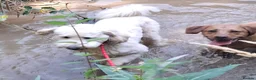 Labradoodle dogs for stud: Bailey: Top-Temperament Proven Stud - Advert 9