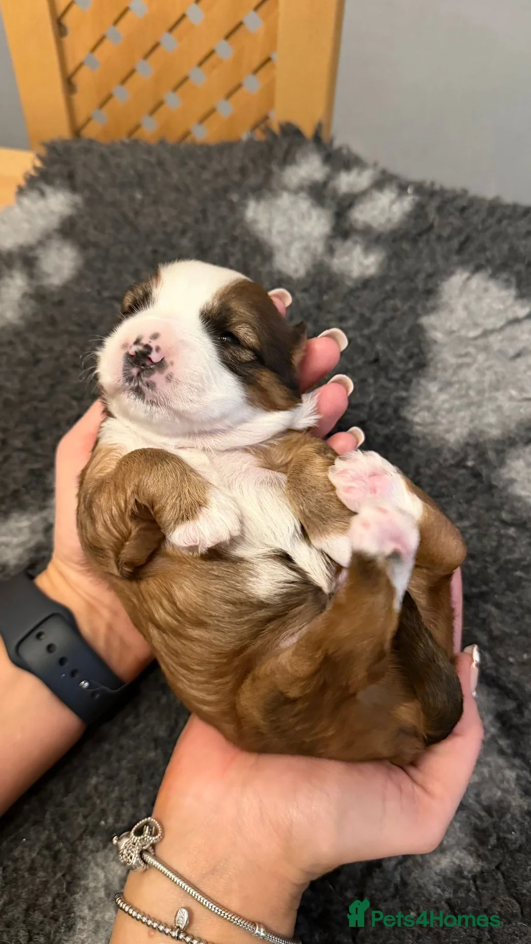 Tibetan Terrier dogs for sale: Kennel club registered Tibetan terrier puppies  - Advert 22