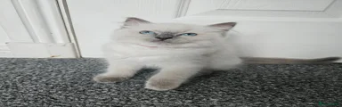 Ragdoll Kitten 2