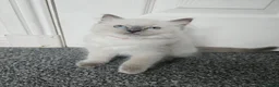 Ragdoll cats for sale: ❤️Beautiful RAGDOLL KITTEN ❤️ - Advert 23
