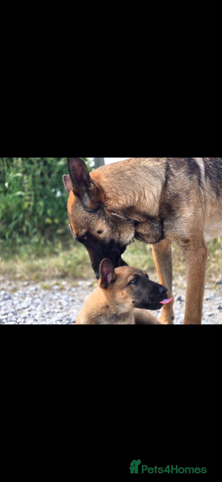 German Shepherd dogs for sale: Shepherd puppy available  - Advert 1