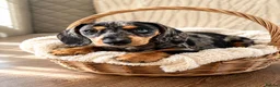 Miniature Dachshund dogs for sale:  5★ LICENSED BREEDER • KC SILVER DAPPLE BOY - Advert 7