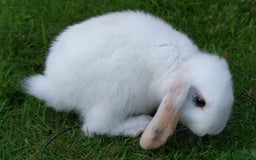 Mini Lop rabbits for sale: Gorgeous Mini Lop X French Bunnies Ready to Go! - Image 3