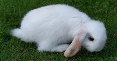 Mini Lop rabbits - Advert 10