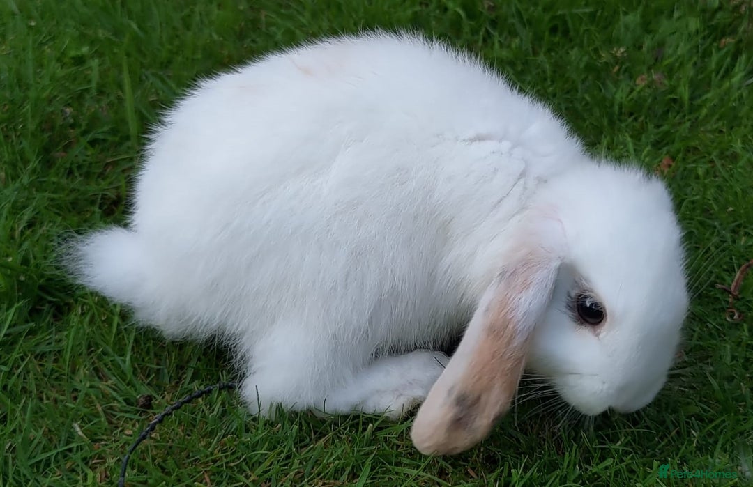 Mini Lop rabbits for sale: Gorgeous Mini Lop X French Bunnies Ready to Go! - Image 3