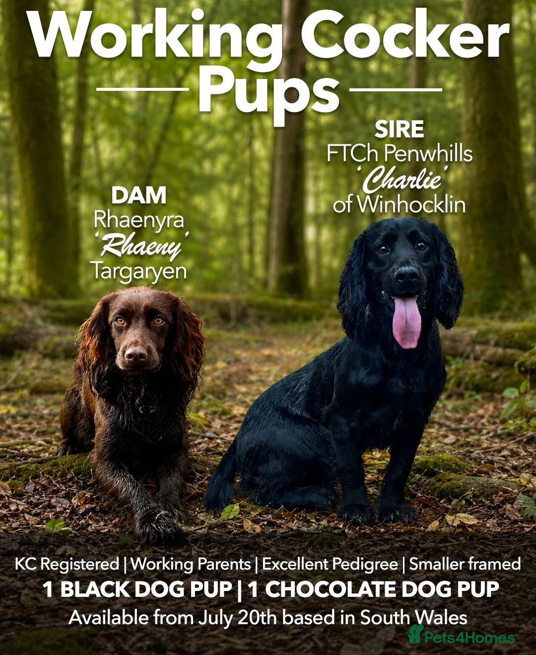 Cocker Spaniel dogs for sale: Working Cocker Spaniel Pups - Advert 1